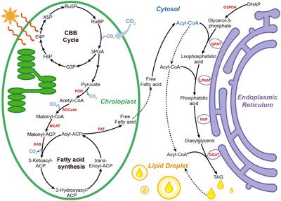 Enhancing microalgal lipid accumulation for <mark class="highlighted">biofuel production</mark>